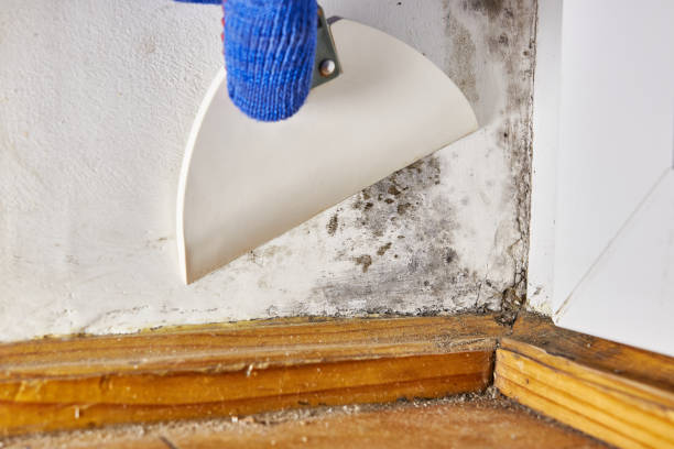 Best Industrial Mold Remediation  in East Tawas, MI